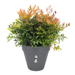 Bloempot Elho Loft Urban Rond 50cm - Antraciet -Buitentuinonderhouds Winkel bloempot elho loft urban rond antraciet bloempot antraciet 3 2