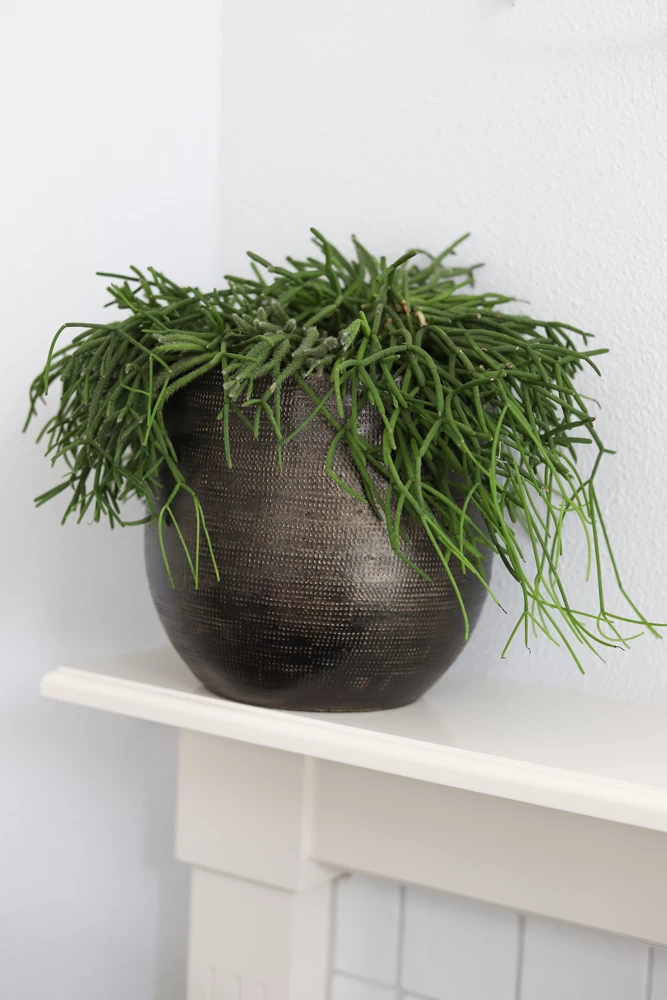 Bloempot Tokio - D24 X H22cm - Goud 4 Bloempot Tokio - D24 X H22cm - Goud - Afbeelding 2