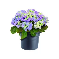 Bloempot Elho Green Basics Cilinder 80cm - Living Black -Buitentuinonderhouds Winkel green basics cilinder 80cm bloempot living black 6 16