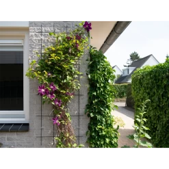 Nature - Metalen Klimrek Geplastificeerd Grijs H145x57cm -Buitentuinonderhouds Winkel nature metalen klimrek geplastificeerd grijs h145x57cm 3 2