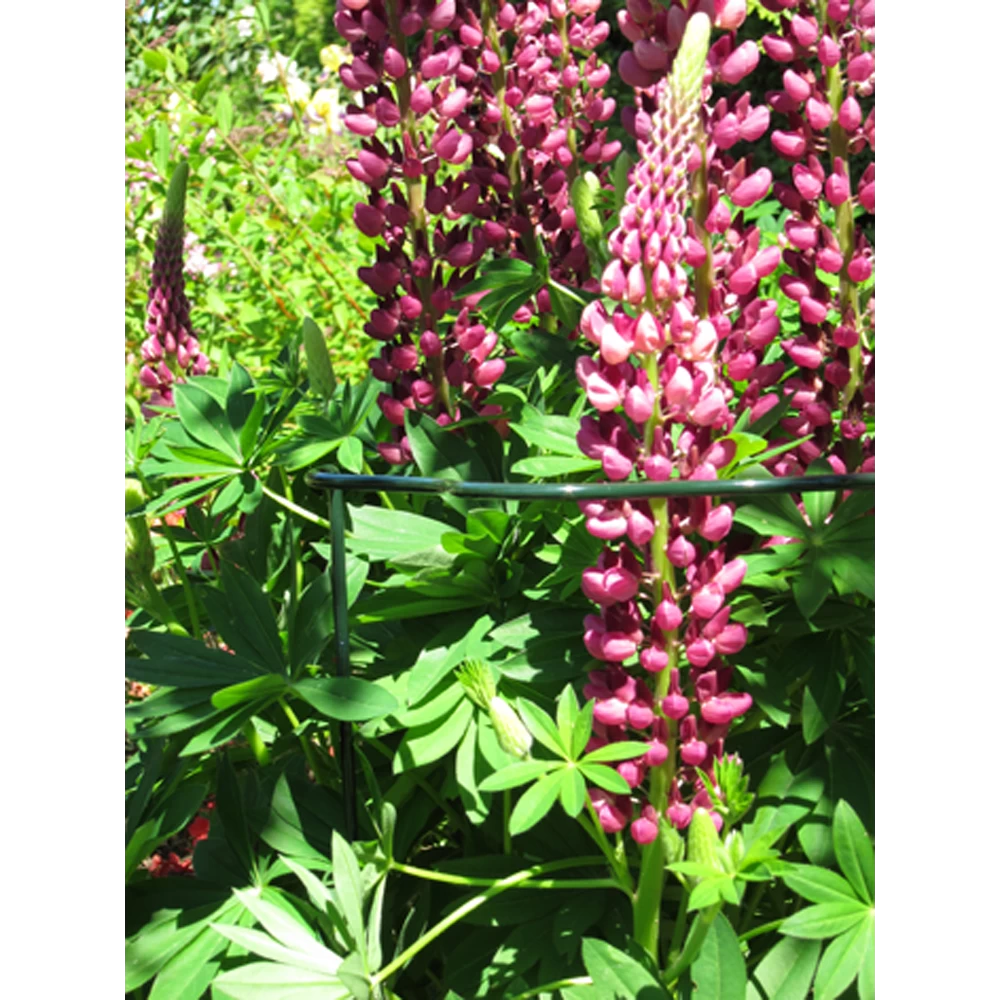 Peacock - Trellis Vario Gotisch M - U00f84 Mm 4 Peacock - Trellis Vario Gotisch M - U00f84 Mm - Afbeelding 2