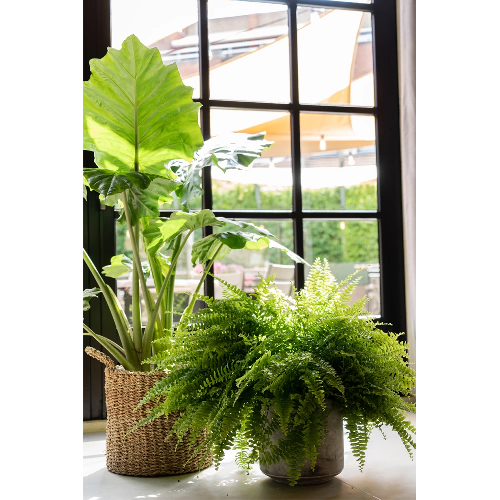 Plantenmand Joris - D38 X H33cm - Naturel 4 Plantenmand Joris - D38 X H33cm - Naturel - Afbeelding 2