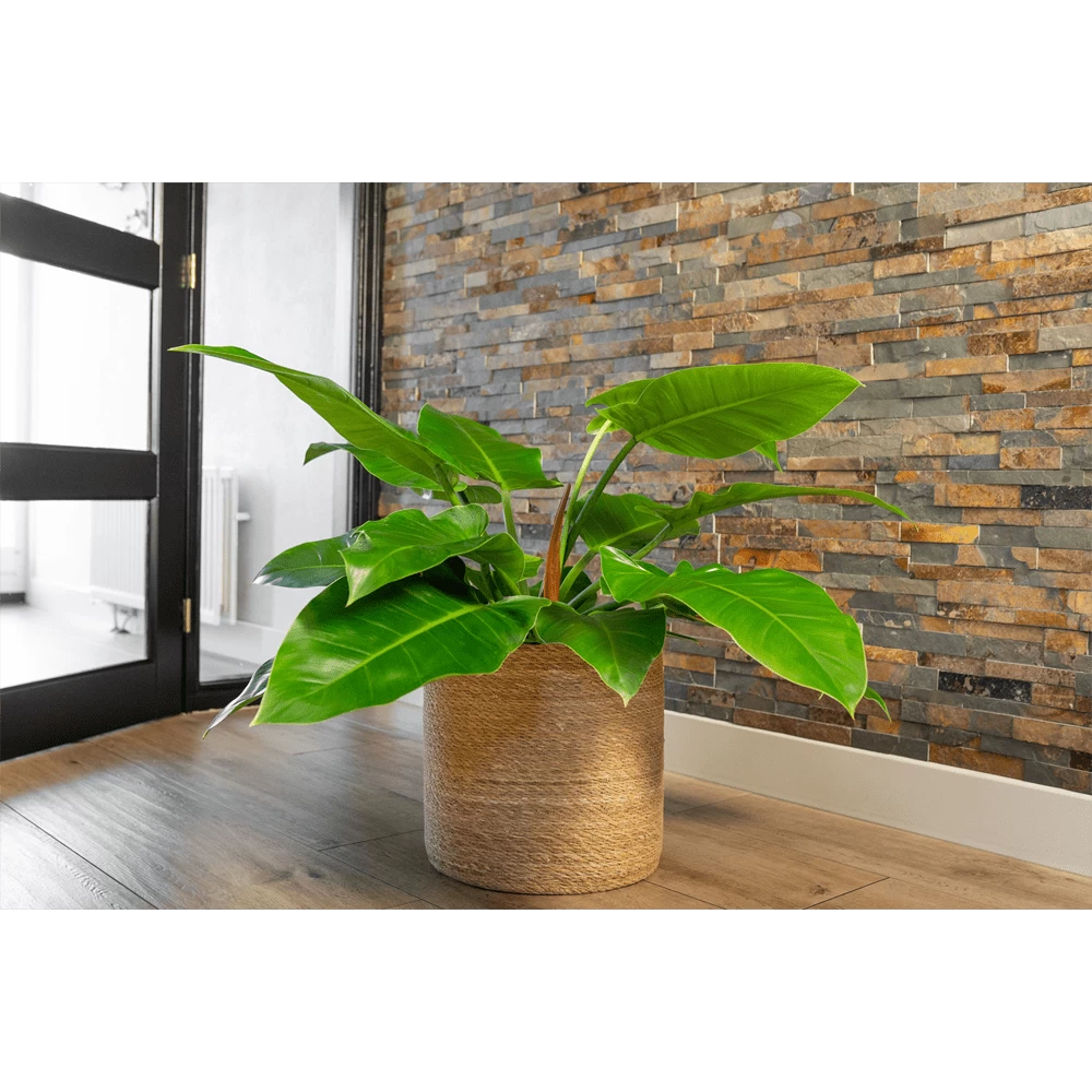 Plantenmand Stef - D33 X H33cm - Naturel 4 Plantenmand Stef - D33 X H33cm - Naturel - Afbeelding 2