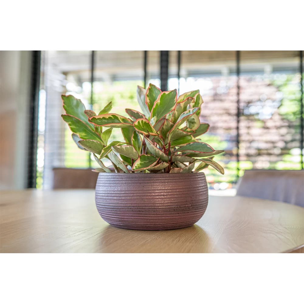 Plantenschaal Lydia - D28 X H13cm - Shiny Purple 4 Plantenschaal Lydia - D28 X H13cm - Shiny Purple - Afbeelding 2