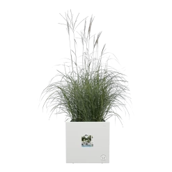 Elho Vivo Next Vierkant Wielen 30cm - Wit -Buitentuinonderhouds Winkel vivo next vierkant wielen 30cm wit 5 1